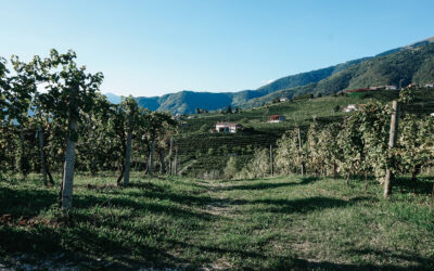 Prosecco drinken en pasta eten: ontdek de Prosecco Hills in het Italiaanse Veneto